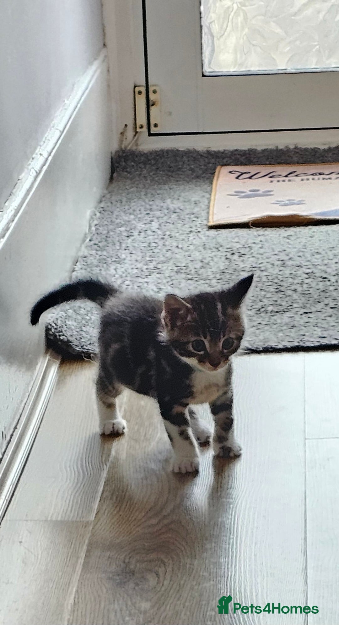 Domestic Shorthair cats for sale: 4 Adorable boys Looking for a Loving Home - Image 17