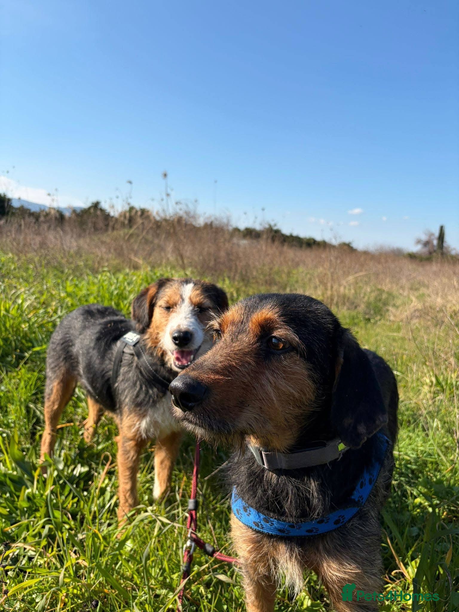 Mixed Breed dogs for sale: Ronnie & Reggie   - Advert 3