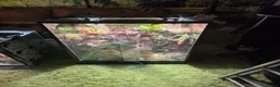 Mixed Breed reptiles for sale: established bioactive vivarium for sale. - Advert 2