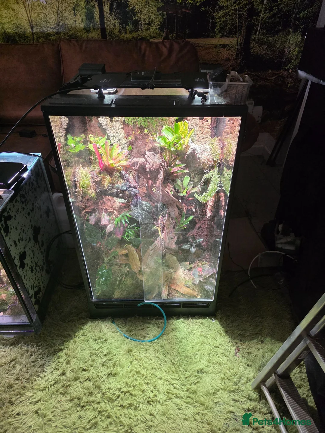 Mixed Breed reptiles for sale: established bioactive vivarium for sale. - Advert 2