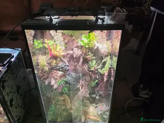 Mixed Breed reptiles established bioactive vivarium for sale. - Advert 2