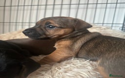 Jack Russell dogs for sale: Beautiful Jack Russell Puppies  - Image 10