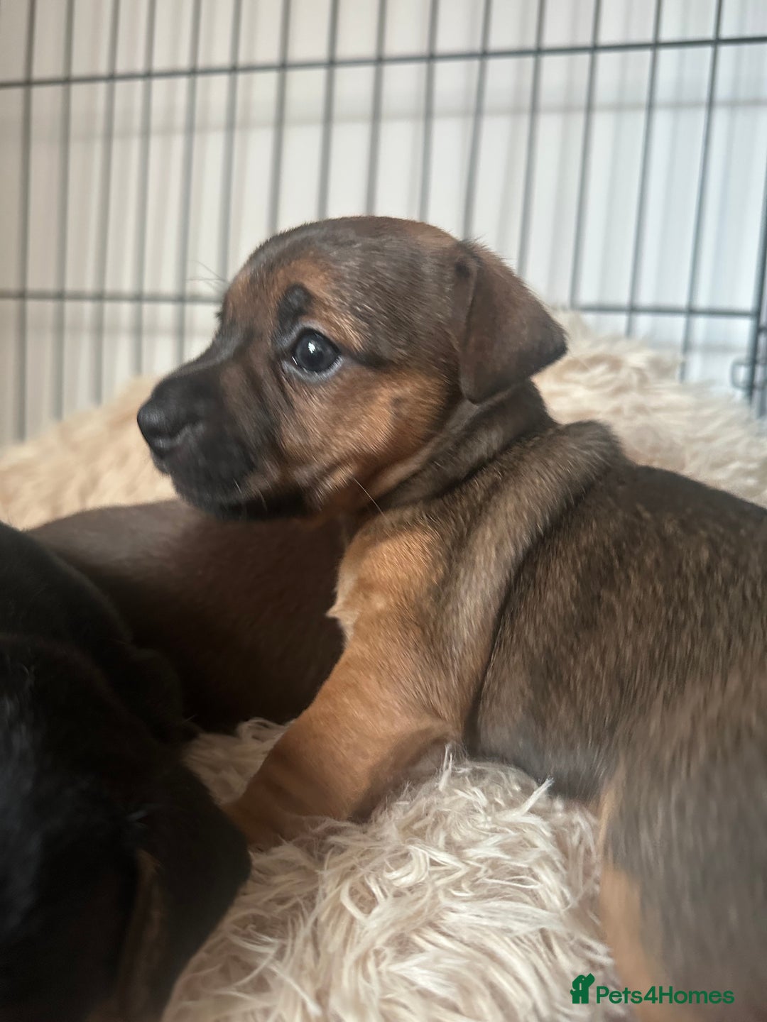 Jack Russell dogs for sale: Beautiful Jack Russell Puppies  - Image 10