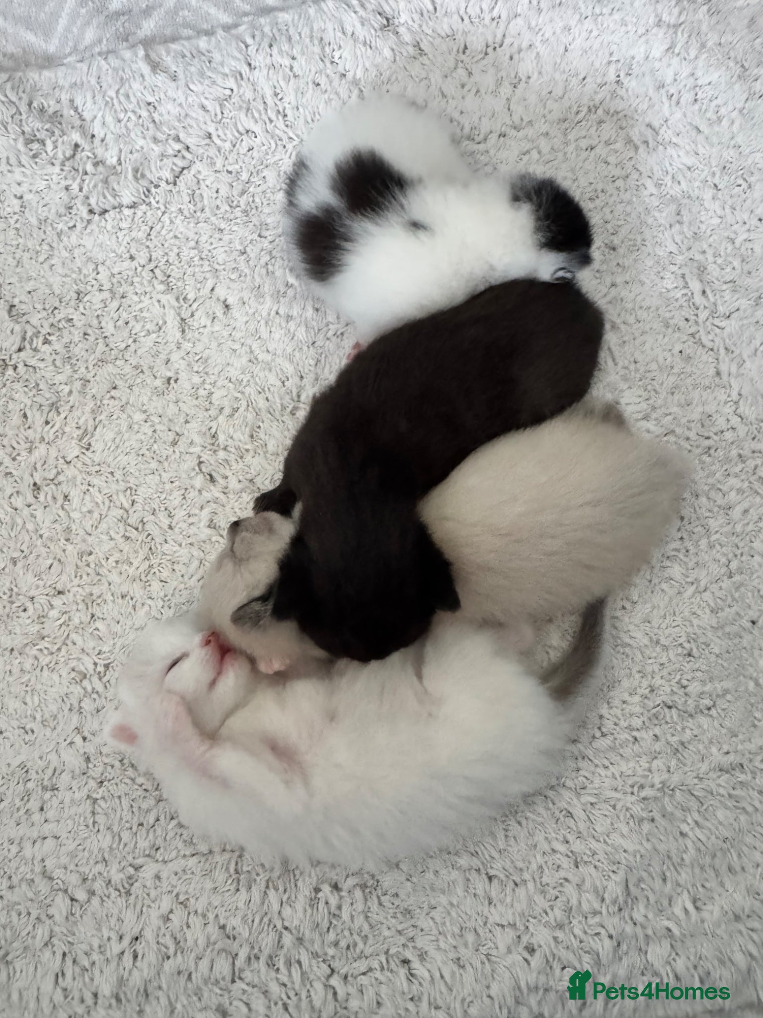 Siamese cats Siamese stunners  - Advert 2