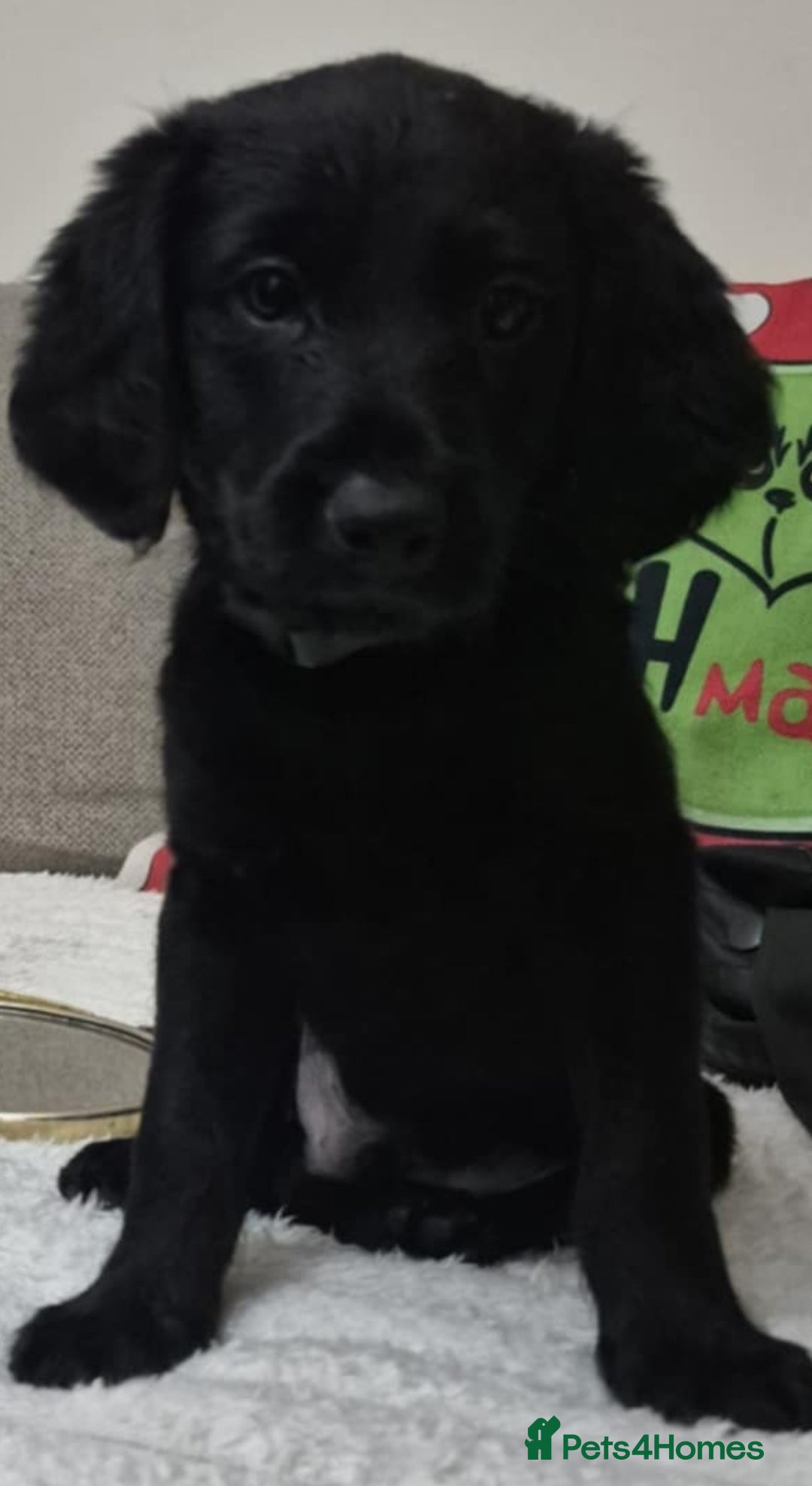 Labradoodle dogs for sale: F1 labradoodles READY NOW - Advert 14