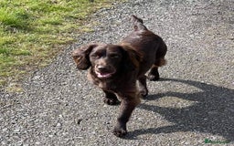 Sprocker dogs for sale: Beautiful sprocker boy - Image 3