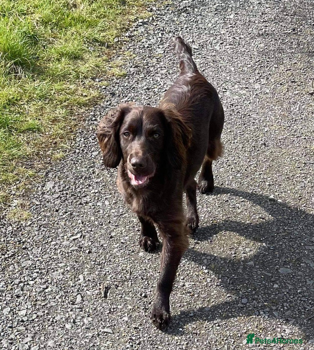 Sprocker dogs for sale: Beautiful sprocker boy - Image 3