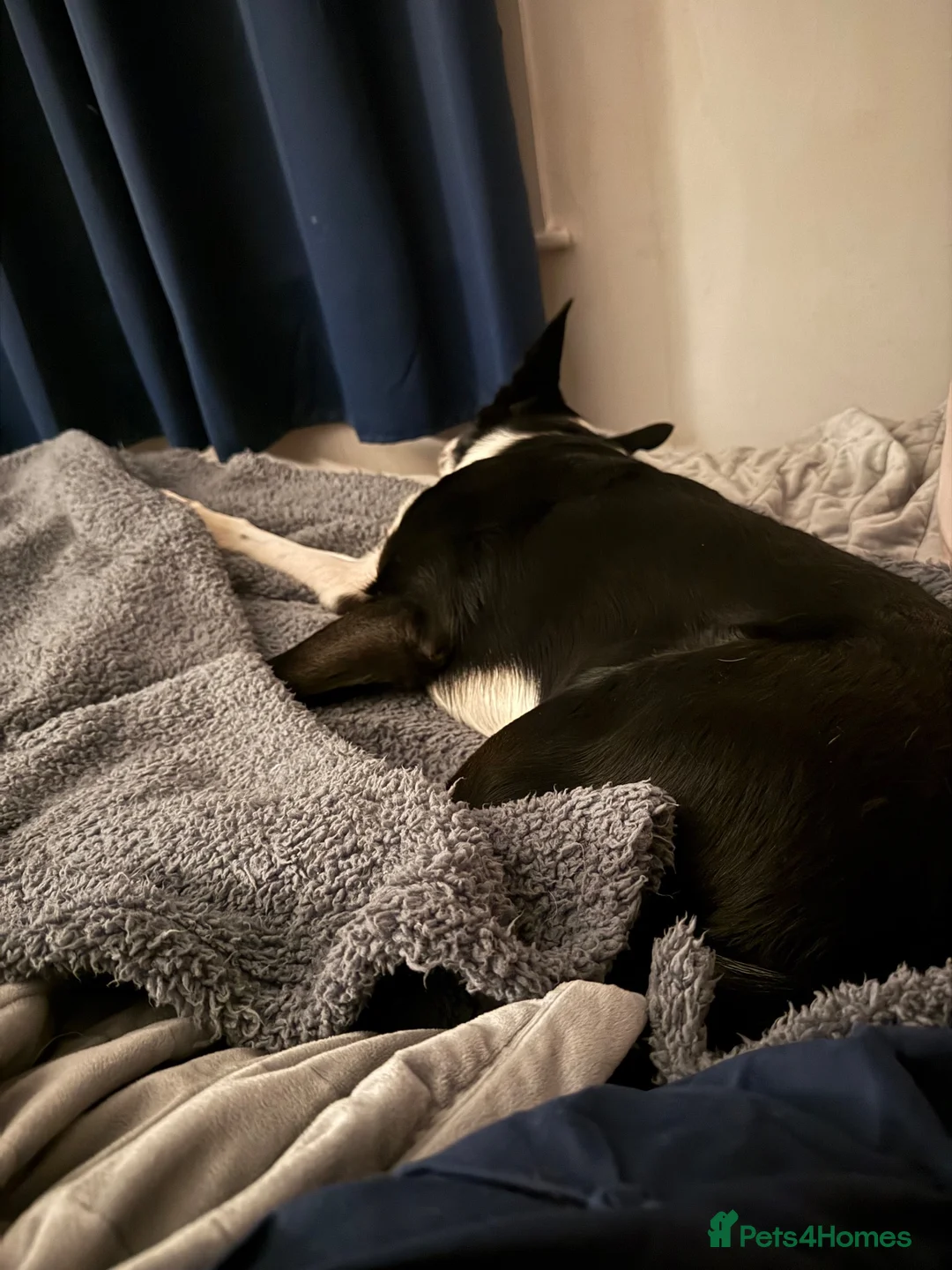 Welsh Collie dogs for sale: Welsh border collie  - Advert 5