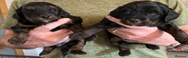 Mixed Breed 3