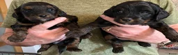 Mixed Breed dogs for sale: Jackapoo (Parsons) pups for sale - Advert 5