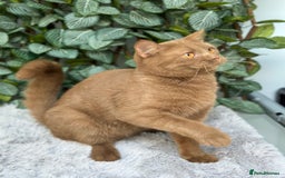 Scottish Fold cats for sale: Ready TICA reg stunning kittens available  - Image 30