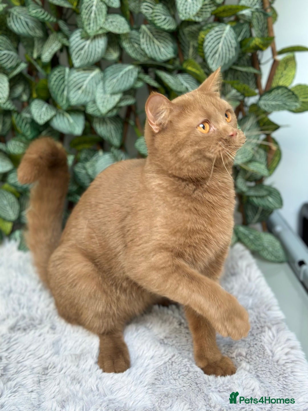 Scottish Fold cats for sale: Ready TICA reg stunning kittens available  - Image 30