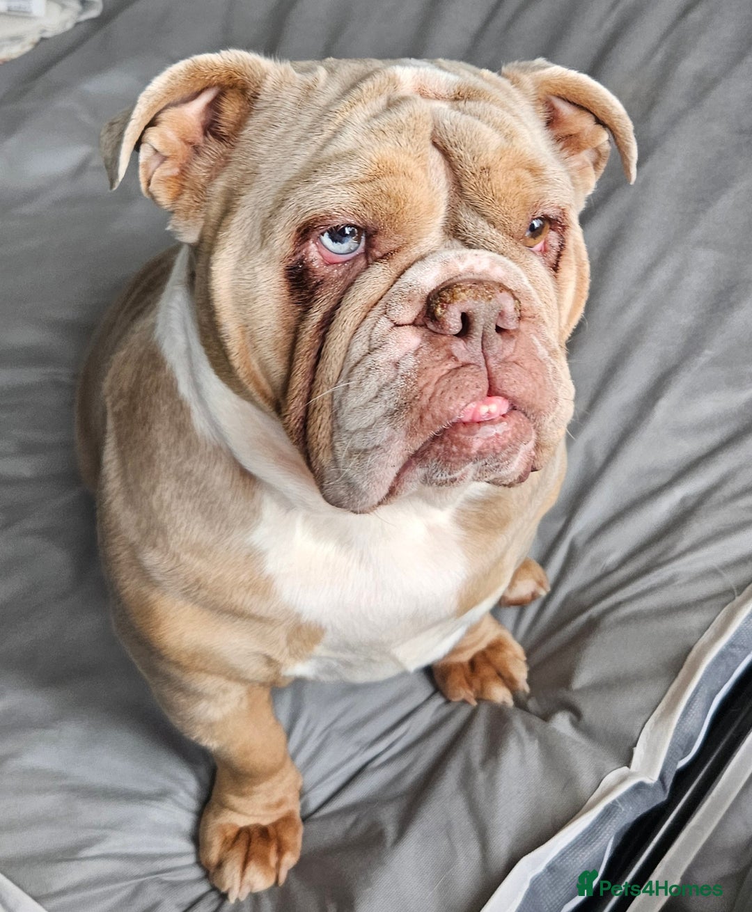 English Bulldog dogs for sale: Lilac Fawn Merle English Bulldog - Image 3
