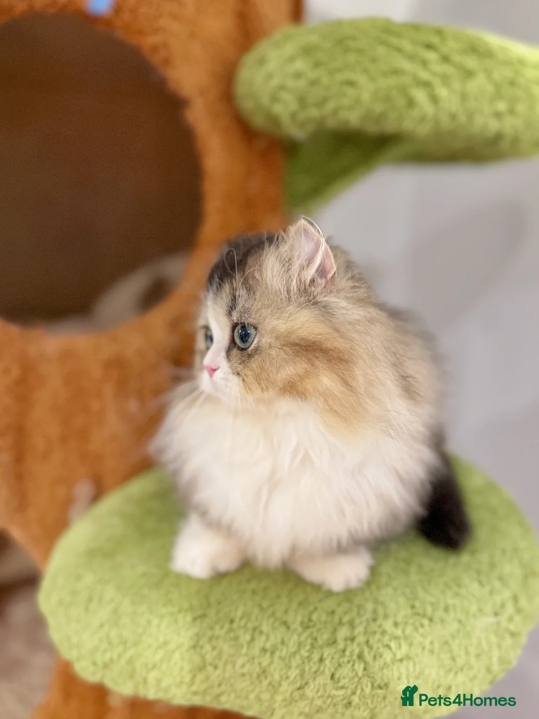Munchkin cats for sale: Top level Super stunning & rare Minuet - Advert 27