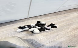 Biewer Terrier dogs for sale: Yorkshire terrier  - Advert 10