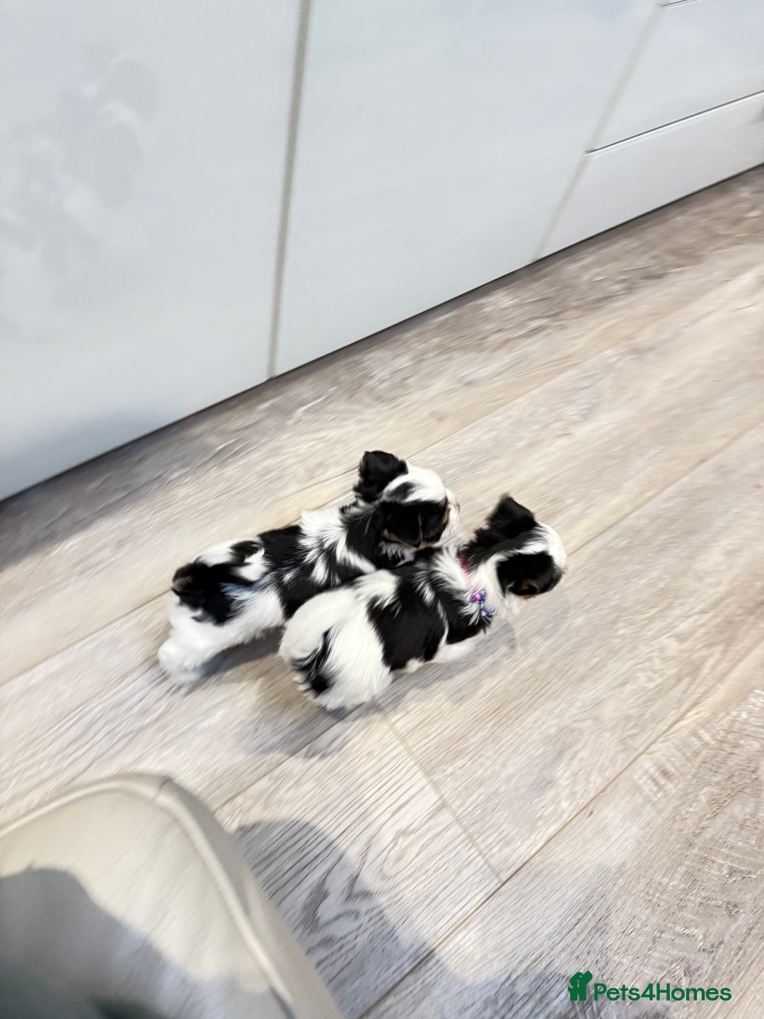 Biewer Terrier dogs for sale: Yorkshire terrier  - Advert 10