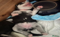 Siberian Husky dogs for sale: Strong Chunky Siberian Husky puppy’s  - Image 9