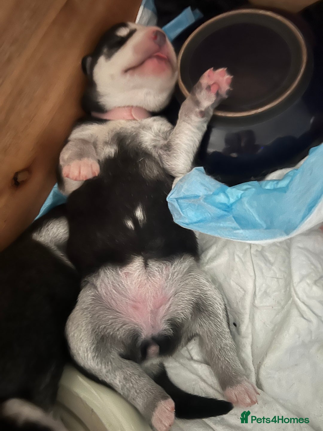 Siberian Husky dogs for sale: Strong Chunky Siberian Husky puppy’s  - Image 9