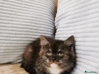 Mixed Breed cats 1 BLACK SMOKE GIRL LEFT! Maine Coon Kittens - Advert 17