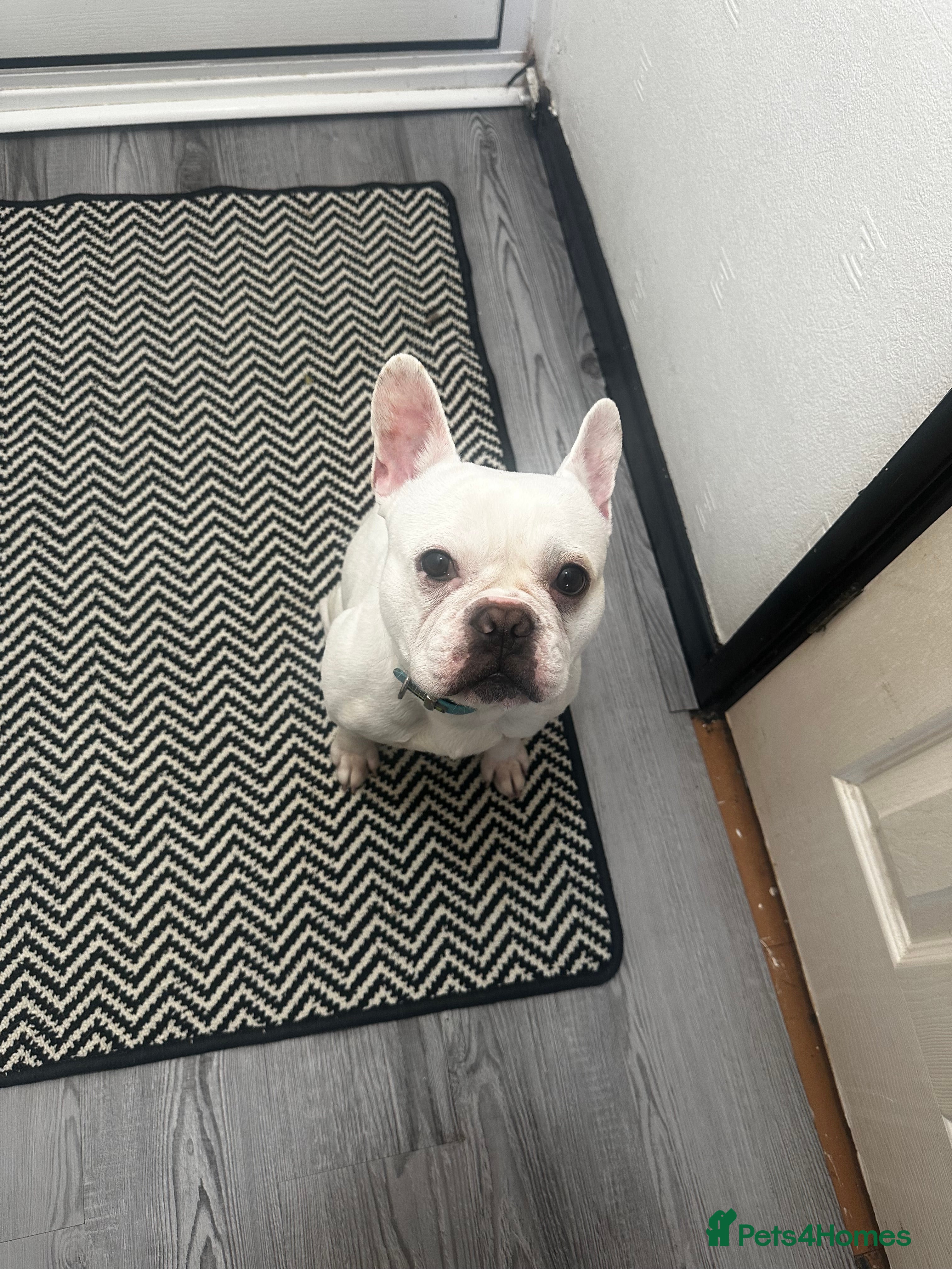 French Bulldog dogs Best offer - Advert 1
