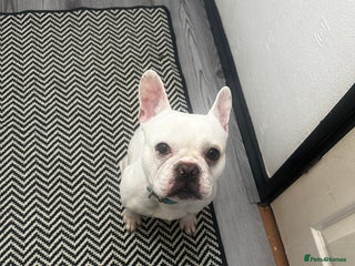 French Bulldog dogs Best offer - Advert 1