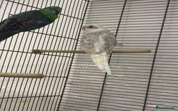 Conures birds for sale: TURQOISE PARROT / PERLY WHITE - Image 5