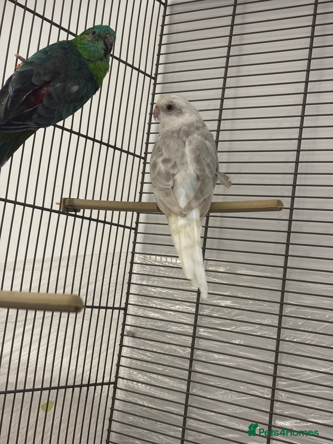 Conures birds for sale: TURQOISE PARROT / PERLY WHITE - Image 5