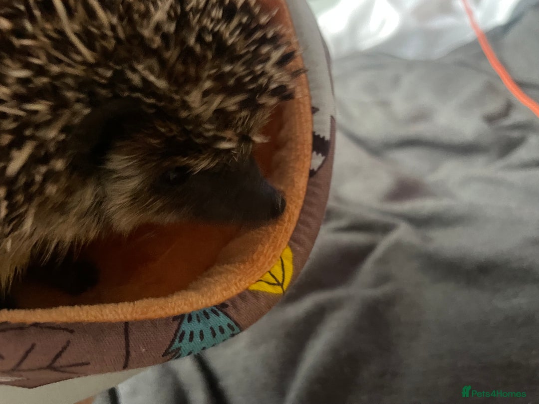 Pygmy Hedgehog rodents for sale: African Pygmy hedgehog and set up 8 months old  - Image 6
