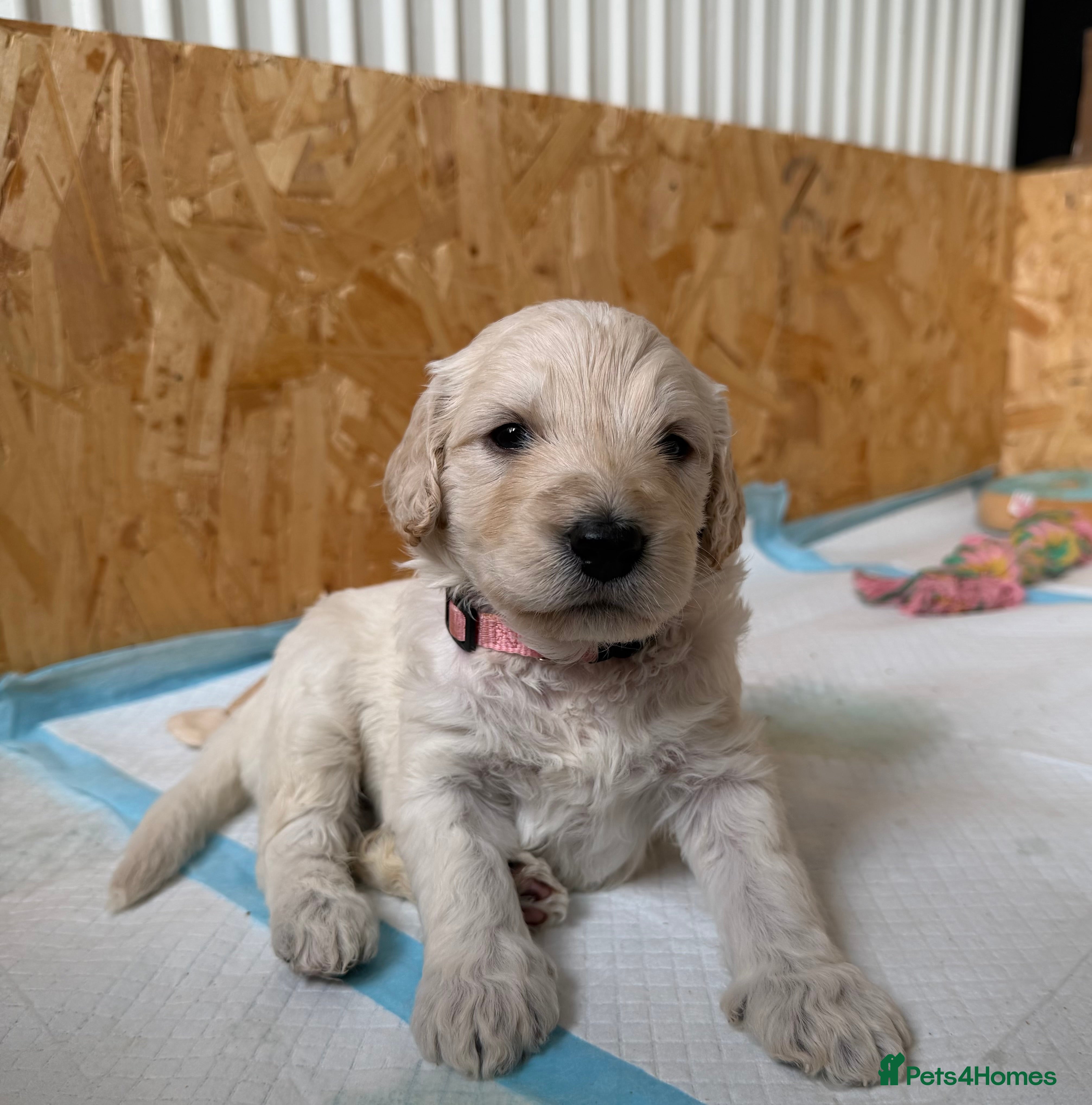 Mini Goldendoodle dogs F1b Mini Goldendoodle Puppies. Ready to Reserve 🤍 - Advert 2
