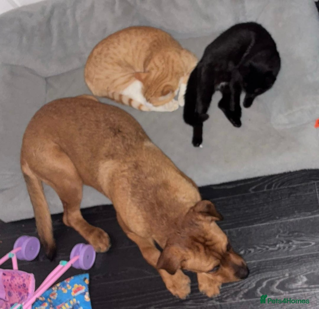 Mixed Breed dogs for sale: Female dog  - Image 2