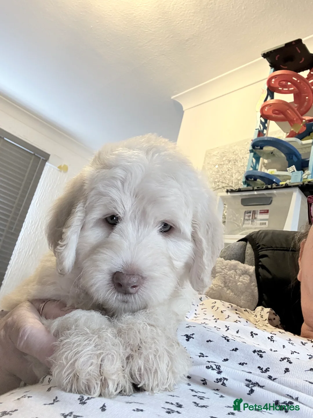 Australian Labradoodle dogs for sale: Labradoodle  - Advert 1