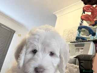 Australian Labradoodle dogs Labradoodle - Advert 3