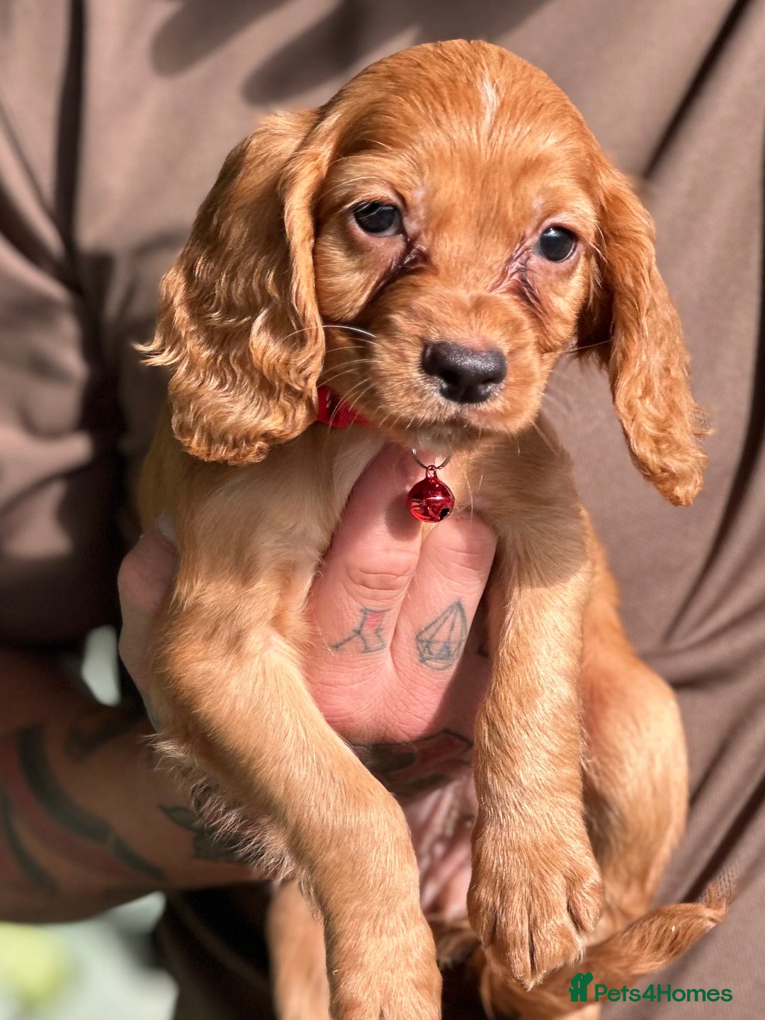Cocker Spaniel dogs for sale: READY NOW KC cocker spaniel puppies  - Image 6