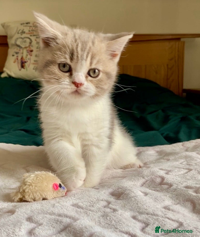 Scottish Fold cats 🧸1 OUTSTANDING TICA FAWN BICOLOUR GIRL LEFT 🧸 - Advert 1