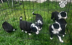 Border Collie dogs for sale: Border Collie puppies for sale - Image 5