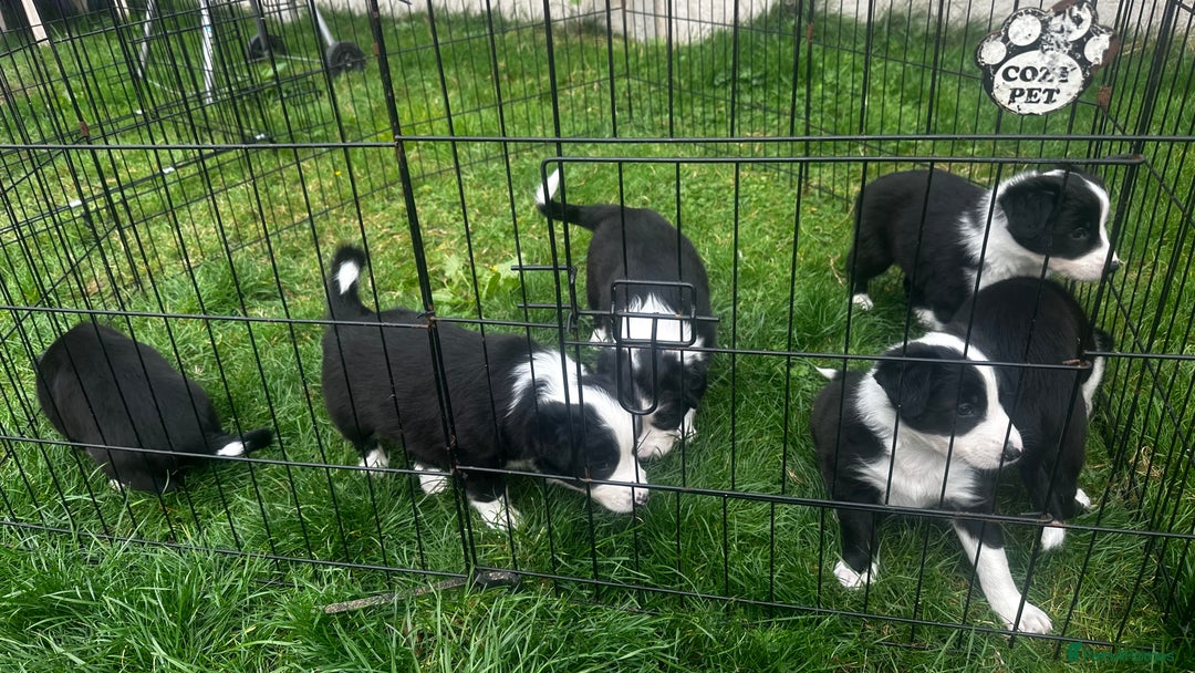 Border Collie dogs for sale: Border Collie puppies for sale - Image 5