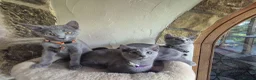 Russian Blue cats for sale: Beautiful Russian Blue kittens - Advert 9