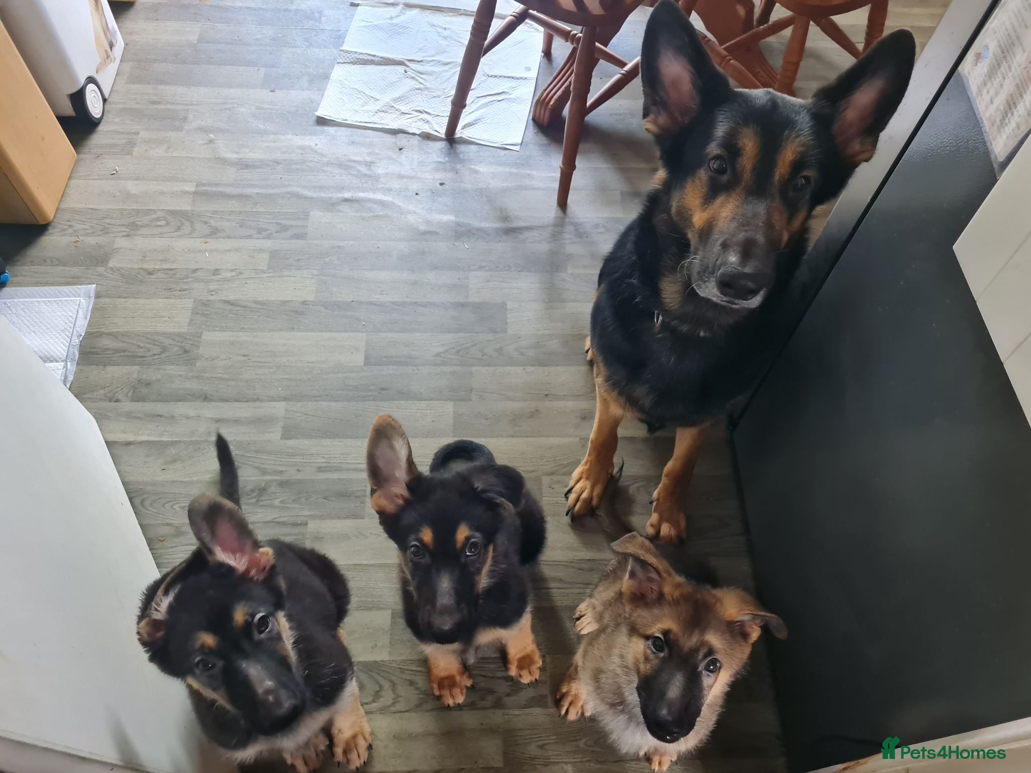 German Shepherd dogs 2x Male German Shepherd puppies for sale - Advert 1