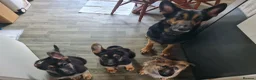 German Shepherd dogs for sale: 2x Male German Shepherd puppies for sale - Advert 1