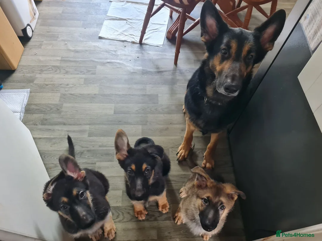 German Shepherd dogs for sale: 2x Male German Shepherd puppies for sale - Advert 1