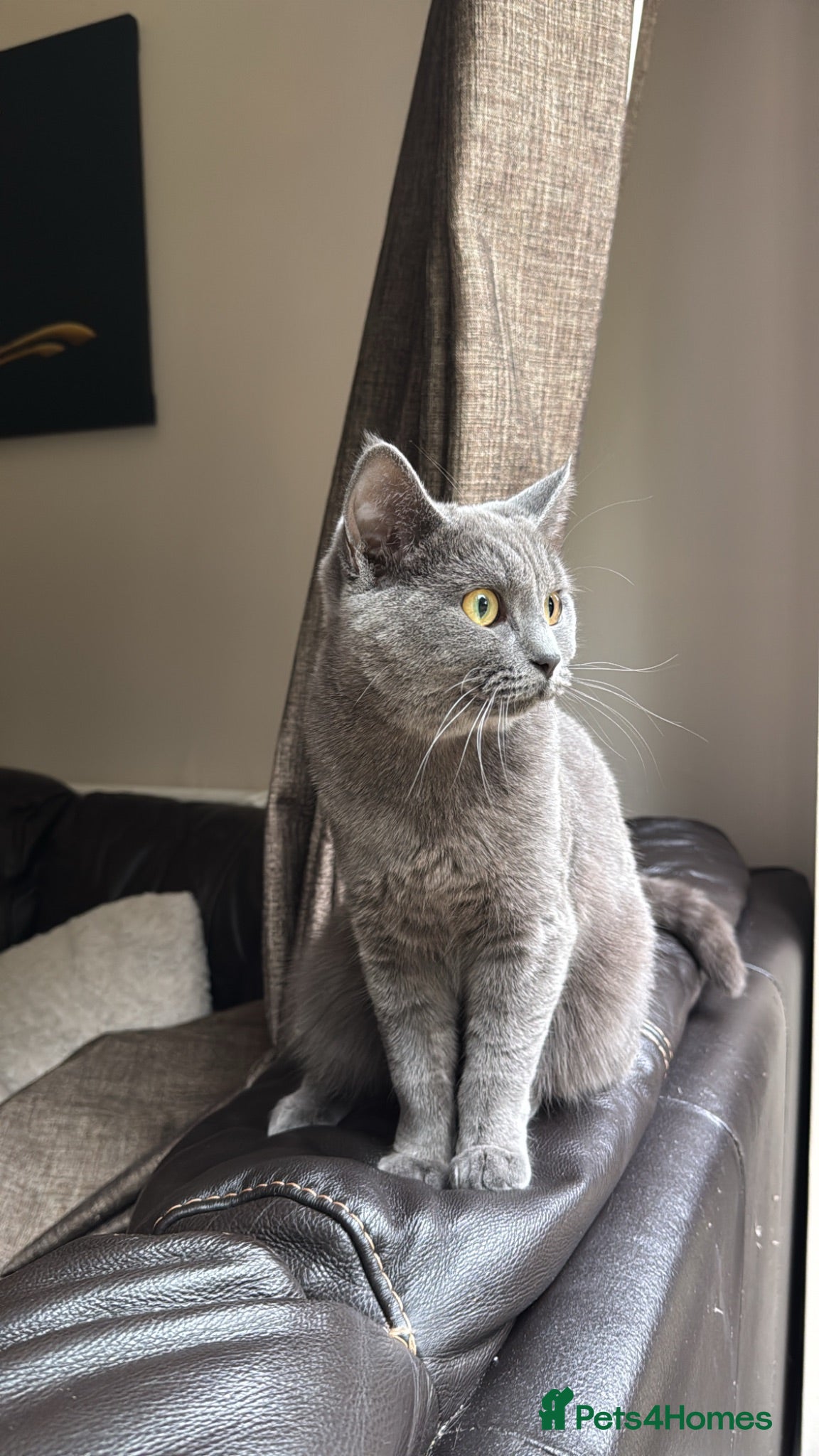 Mixed Breed cats Mixed ragdoll x British short hair cat - Advert 2