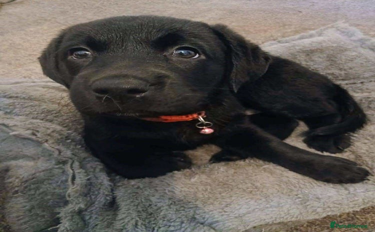 Labrador Retriever dogs - Advert 13