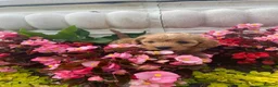 Cavapoo dogs for sale: Cavapoo F1 puppy girl  - Advert 9