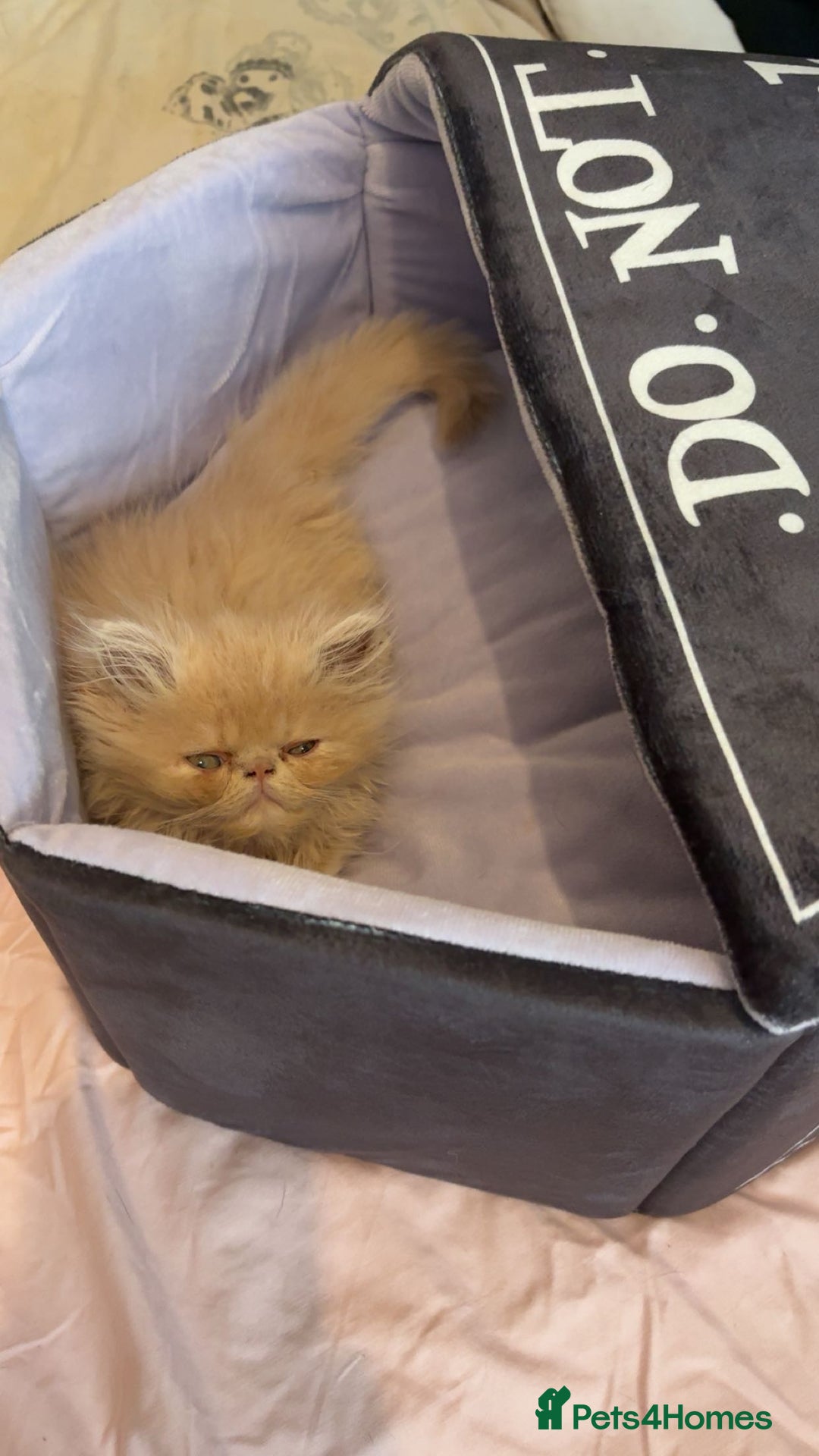 Persian cats for sale: persian kitten - Image 2