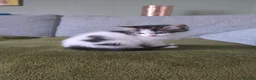 Persian cats for sale: 7 Beautiful Kittens Looking for Their Forever Home in Glasgow - Advert 2