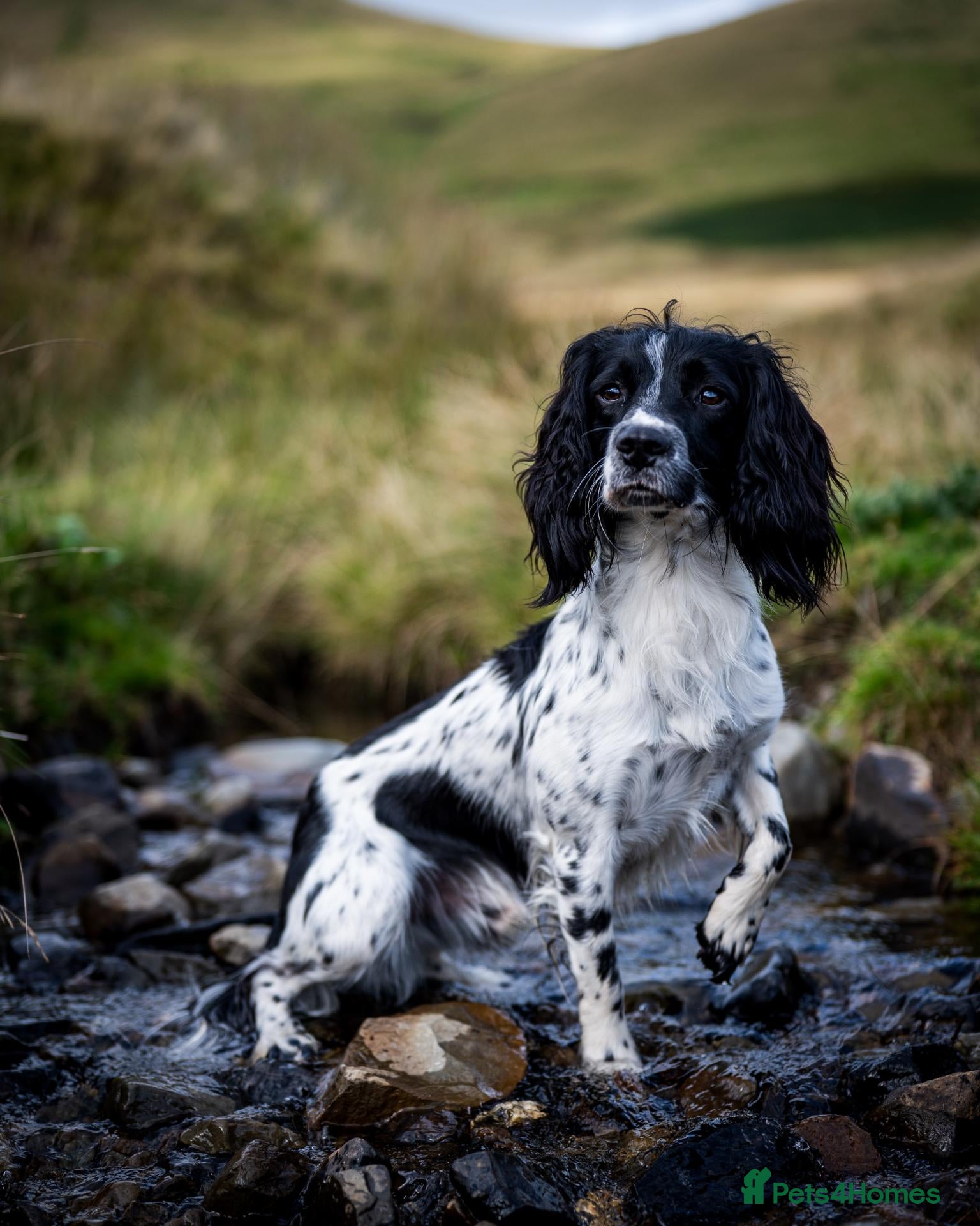 English Springer Spaniel dogs Exciting English Springer Spaniel for Stud - Advert 4