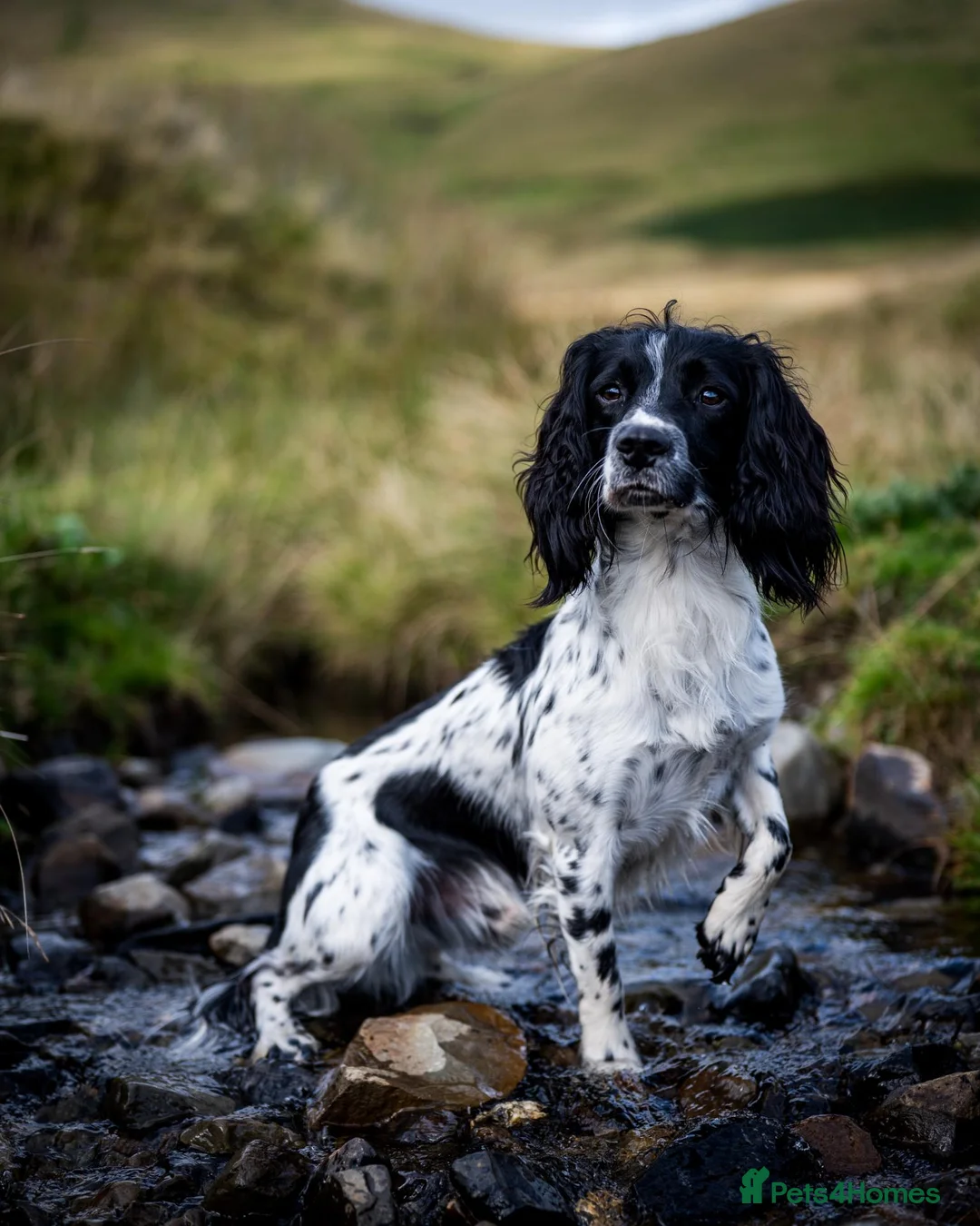 English Springer Spaniel dogs for stud: Exciting English Springer Spaniel for Stud - Advert 1
