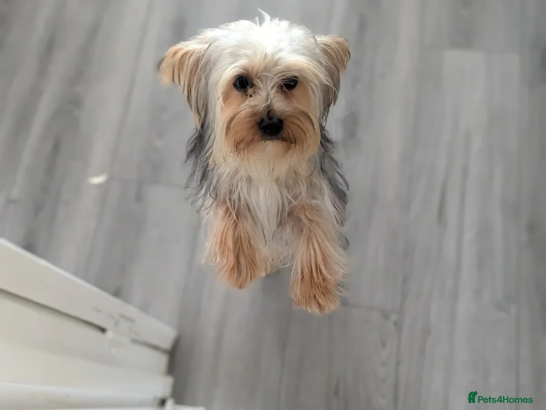 Yorkshire Terrier dogs for stud: Confident Yorkshire Terrier STUD - Advert 6