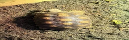 Tortoise reptiles for sale: Sulcata tortoise  in Manchester - Advert 1