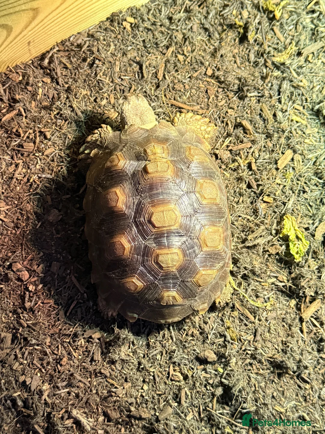 Tortoise reptiles for sale: Sulcata tortoise  in Manchester - Advert 1